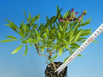 岳中爽果　草木花実　動物柄 Amazon.co.jp: 小型.寸梢八房 サッコウ藤 珍品花木山野草 : おもちゃ